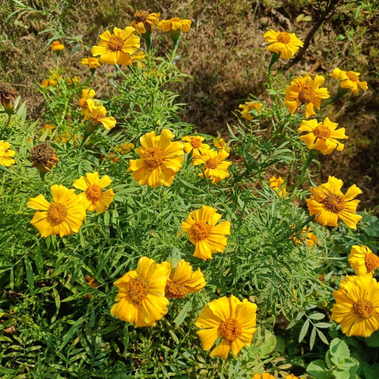 Marigold Seeds