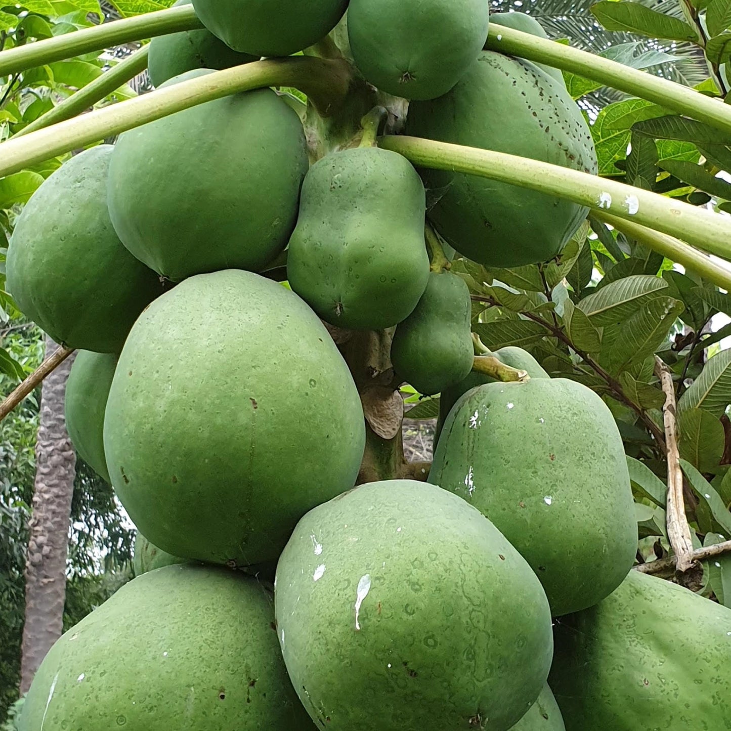Papaya seeds