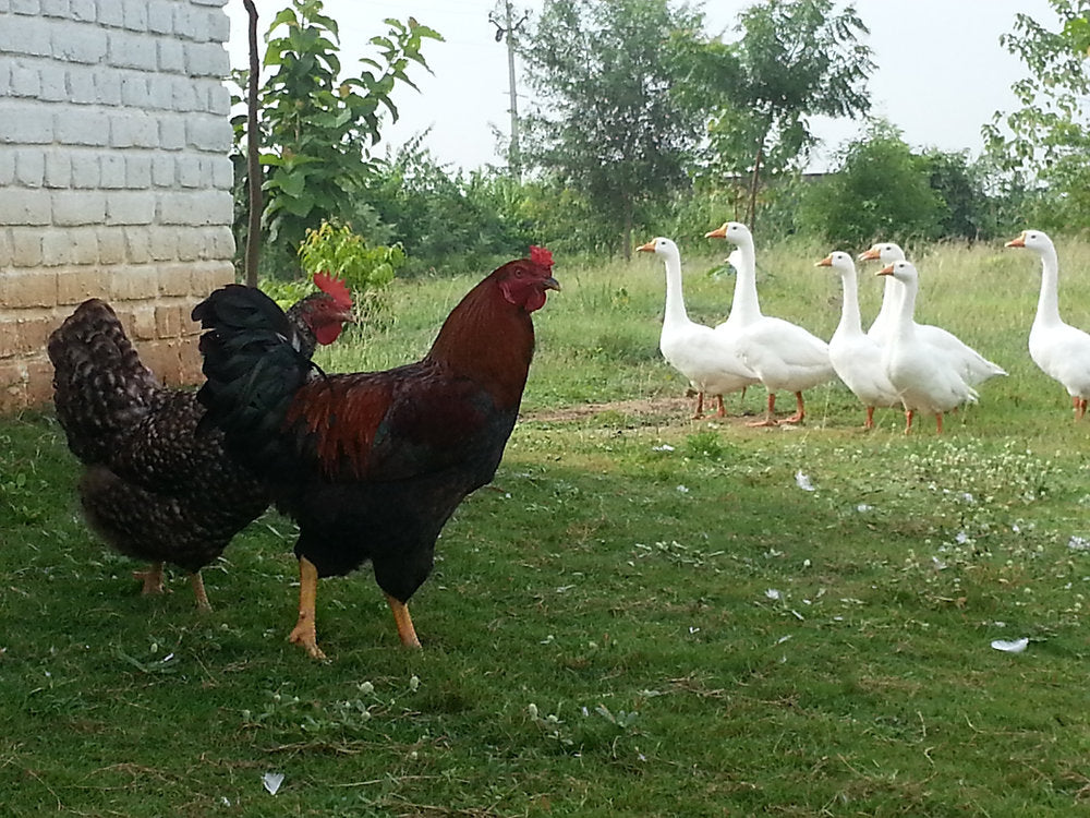 Animals in Permaculture: Introducing Hens