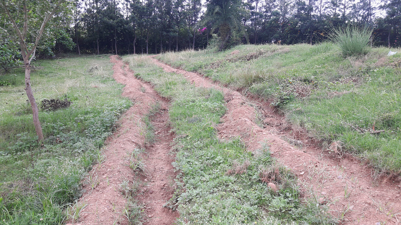 Water Management in Permaculture: Swales - II