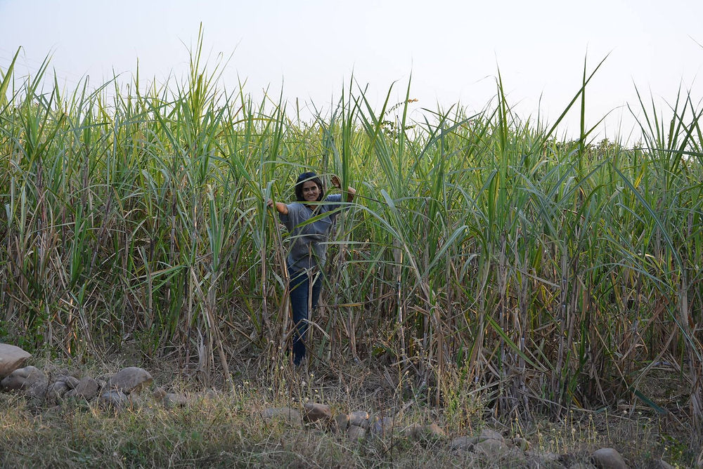 Crops in Permaculture: Sugarcane
