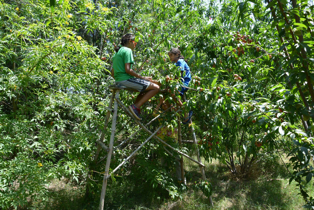 Fruit Trees in Permaculture: Pruning Peaches