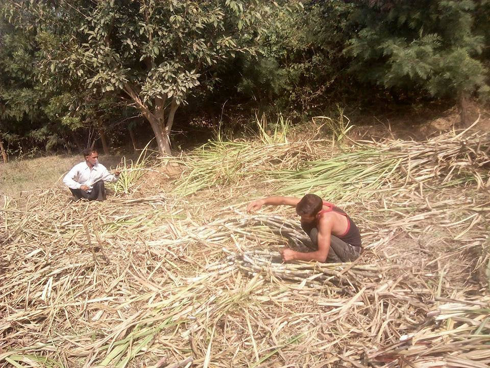 Crops in Permaculture: Sugarcane Harvest