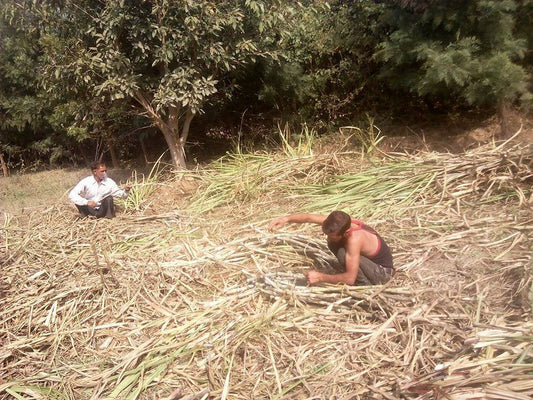 Crops in Permaculture: Sugarcane Harvest