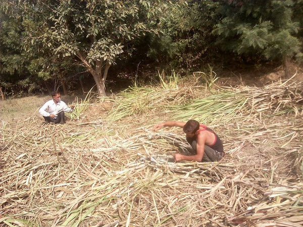 Crops in Permaculture: Sugarcane Harvest
