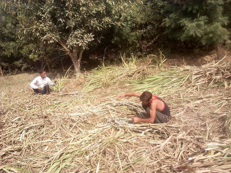 Crops in Permaculture: Sugarcane Harvest