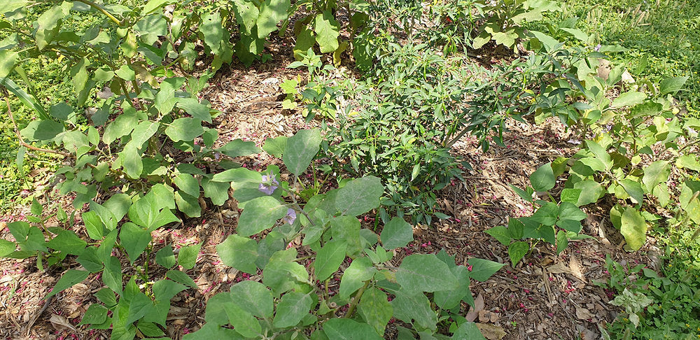 5 Ways to beat the Summer Heat in your Garden