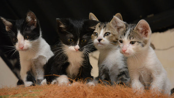 Animals in Permaculture: Introducing Cats