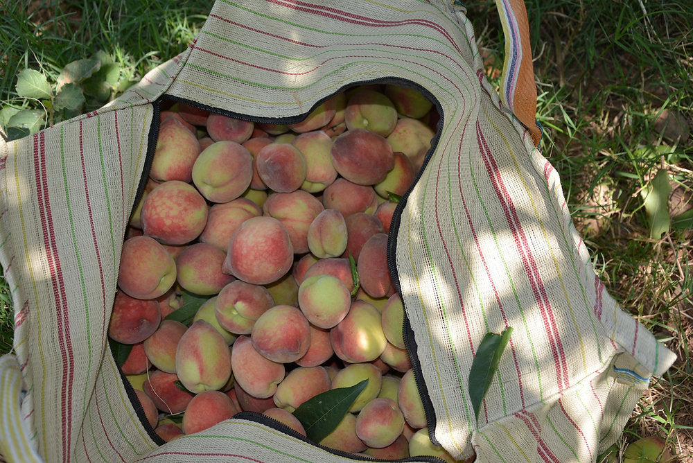 Fruit Trees in Permaculture: Peaches