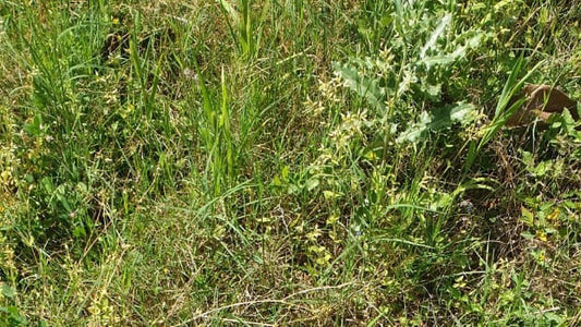 Weeds in your Permaculture Garden?