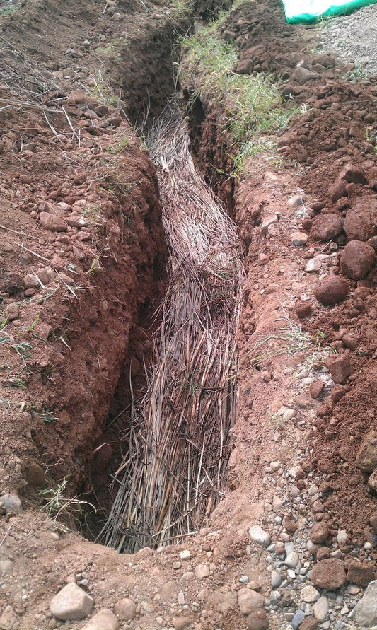 Sustainable Building in Permaculture: Grey Water Management with Reed Beds