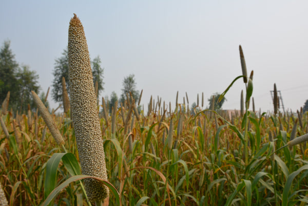 Crops in Permaculture: Bajra | Pearl Millet