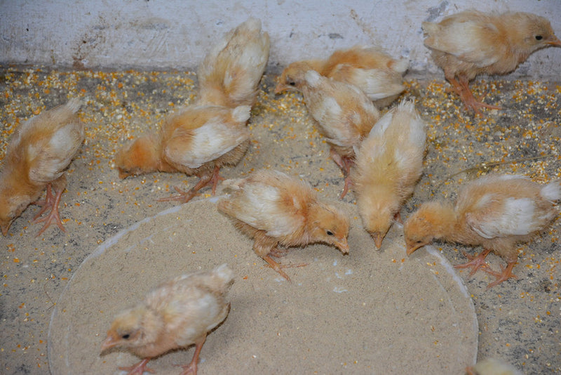Animals in Permaculture: Day Old Chicks