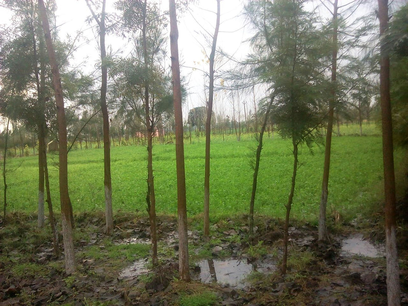 Water Management in Permaculture: Winter Rains