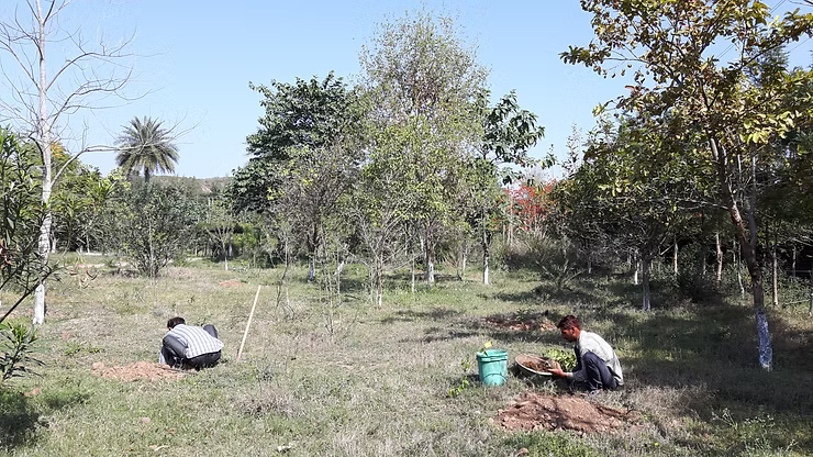 Tree Plantation in Permaculture: Spring Planting
