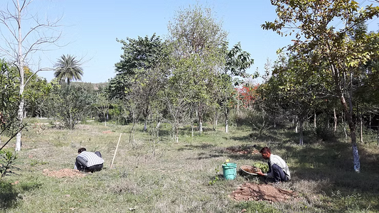 Tree Plantation in Permaculture: Spring Planting