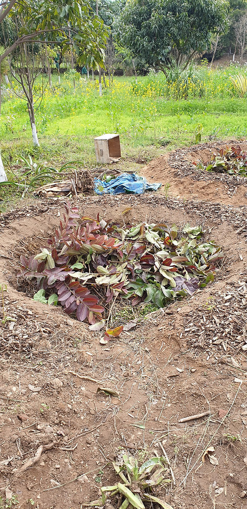 Permaculture Design: Banana/Papaya Circle