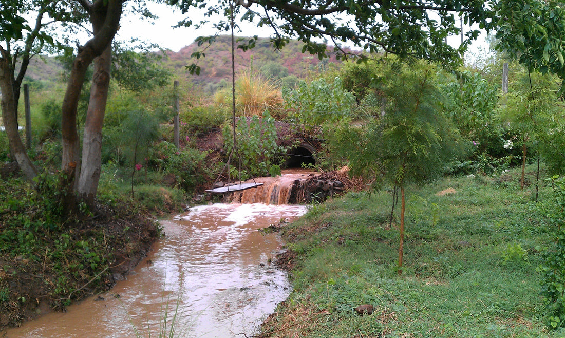 Water Management in Permaculture: The Working Pond