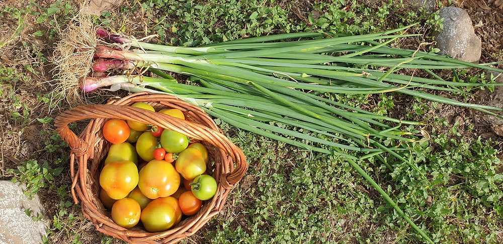 Preserve Tomatoes with this Homemade Ketchup recipe!