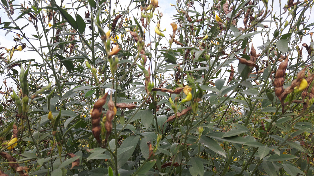 Crops in Permaculture: Arhar Dal | Pigeon Pea Harvest