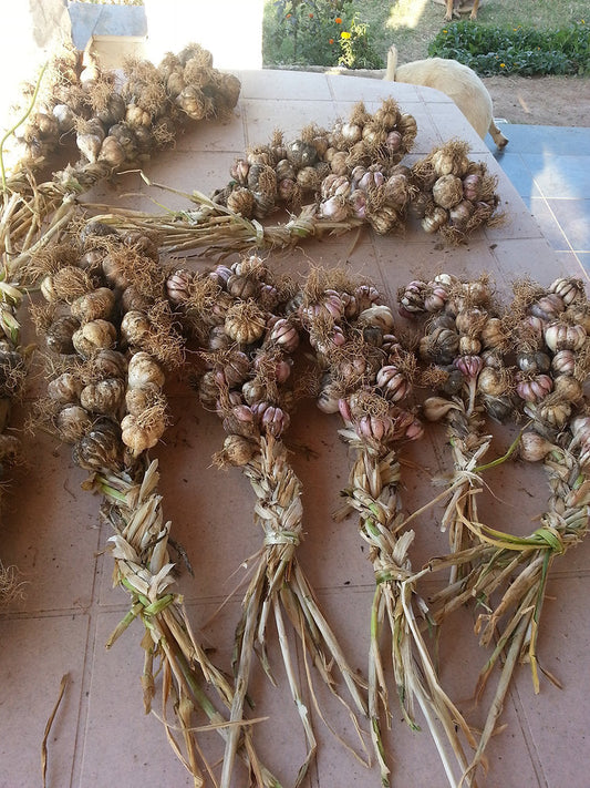 Crops in Permaculture: Garlic | Lassoon