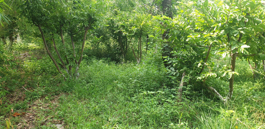 Permaculture Design: Fields in a Forest