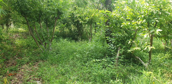 Permaculture Design: Fields in a Forest