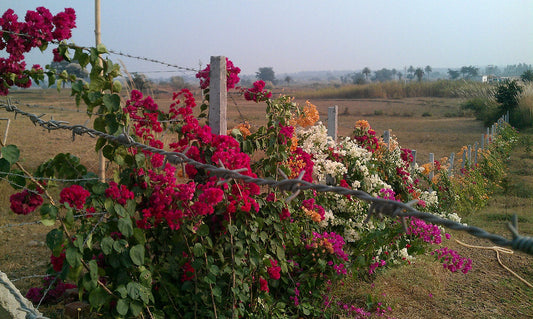 Get Started with Permaculture: The Green Fence