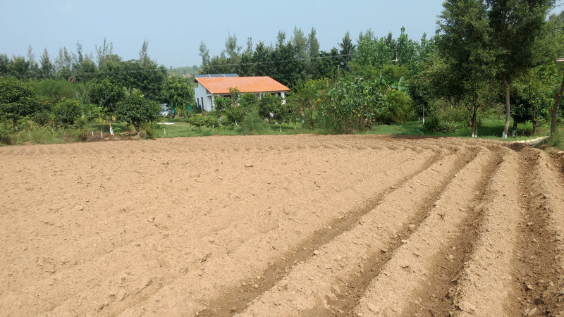 Crops in Permaculture: Potatoes in Mounds