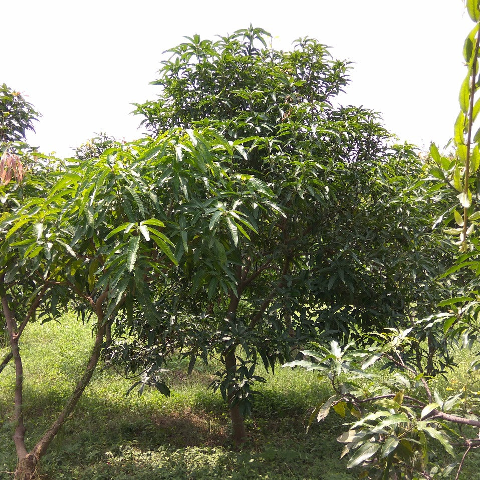 Fruit Trees in Permaculture: Mango Trimming