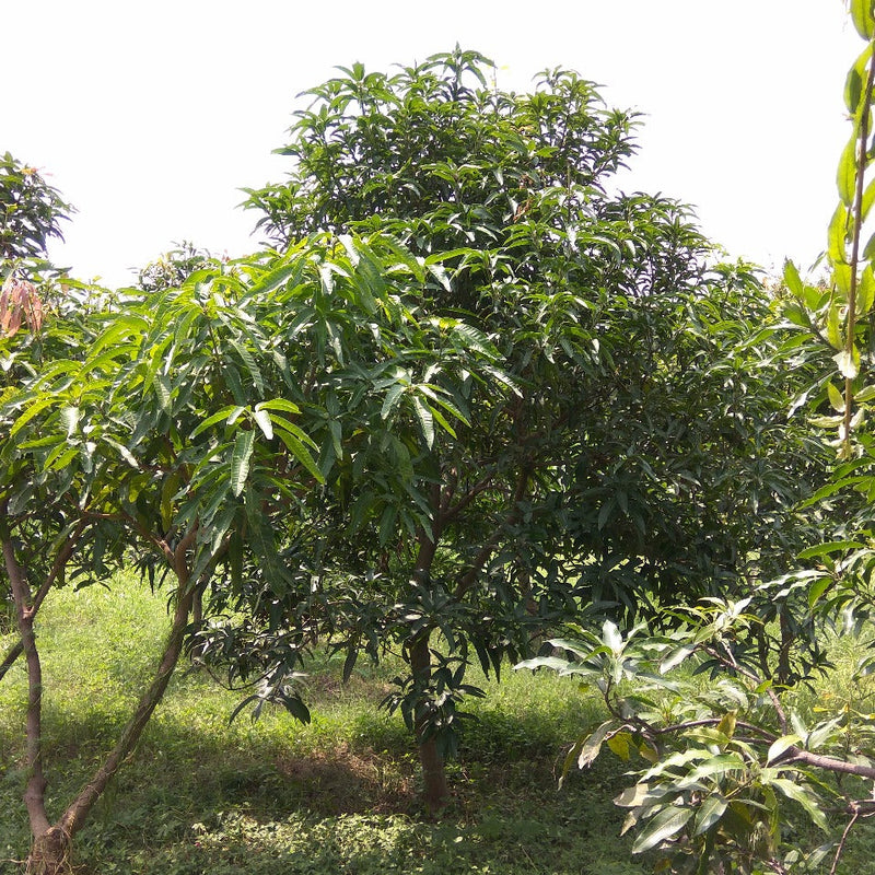 Fruit Trees in Permaculture: Mango Trimming