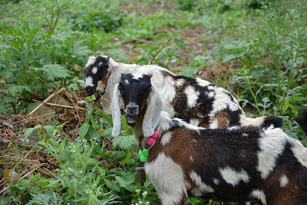 Animals in Permaculture: Goats