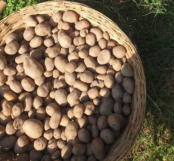 Crops in Permaculture: Potatoes