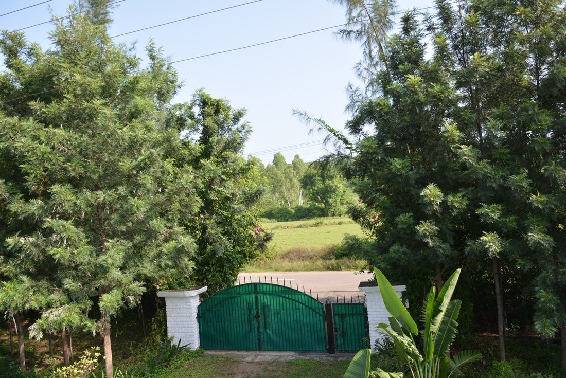 A 6 year Old Permaculture Food Forest