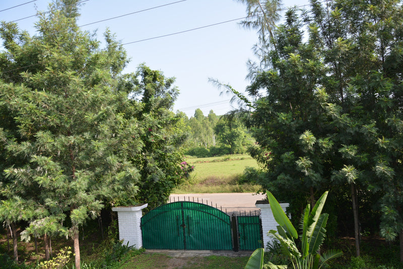 A 6 year Old Permaculture Food Forest