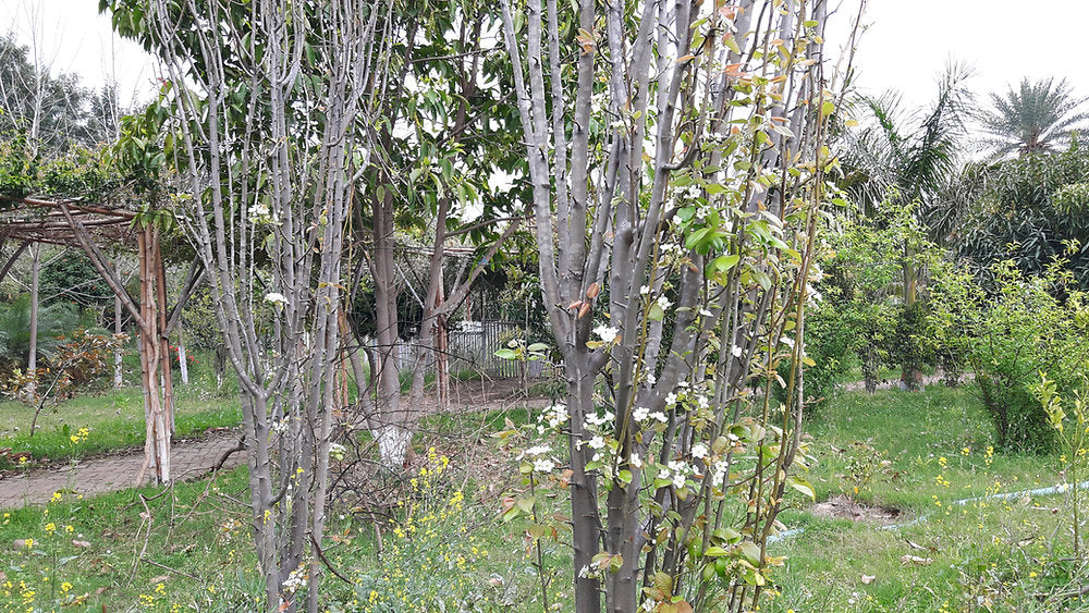 Fruit Trees in Permaculture: Pears