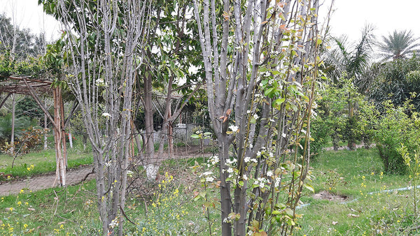 Fruit Trees in Permaculture: Pears