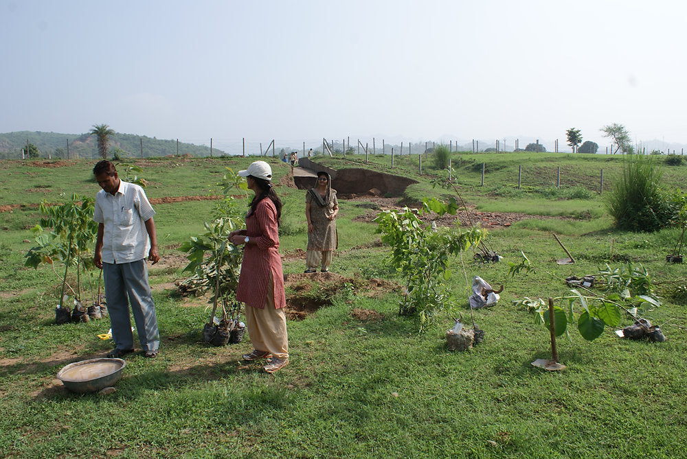 Get Started with Permaculture: Tree Plantation