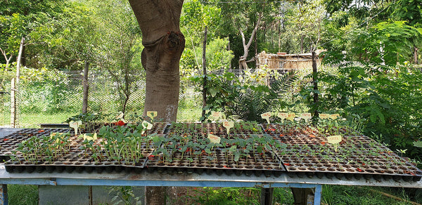 Permaculture Design: Nursery in the Farm