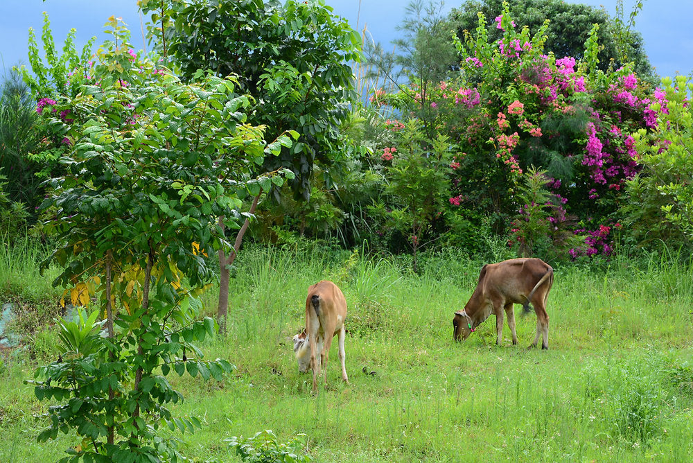 Animals in Permaculture: Cows
