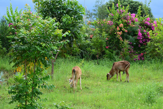 Animals in Permaculture: Cows