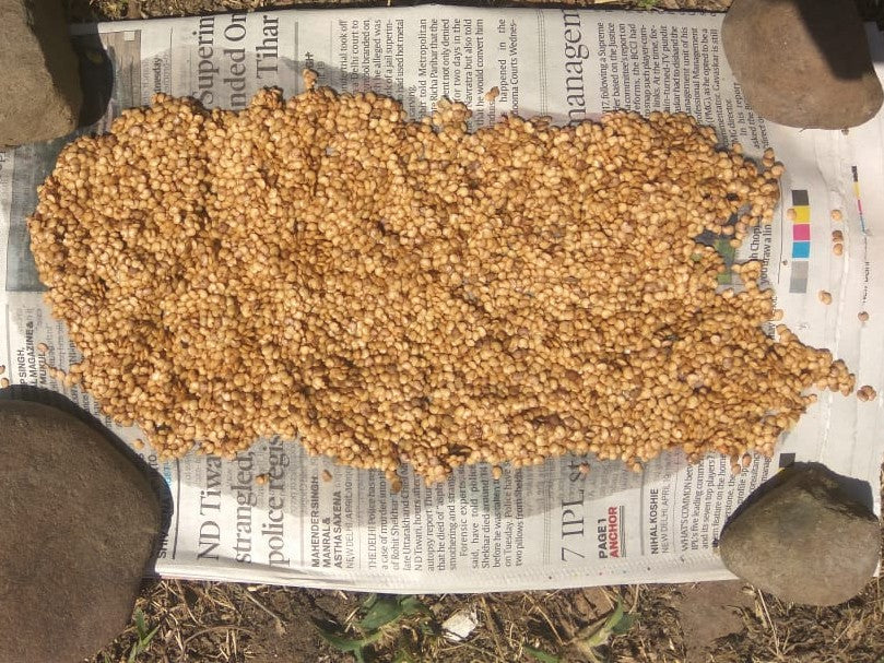 Seed Saving in Permaculture