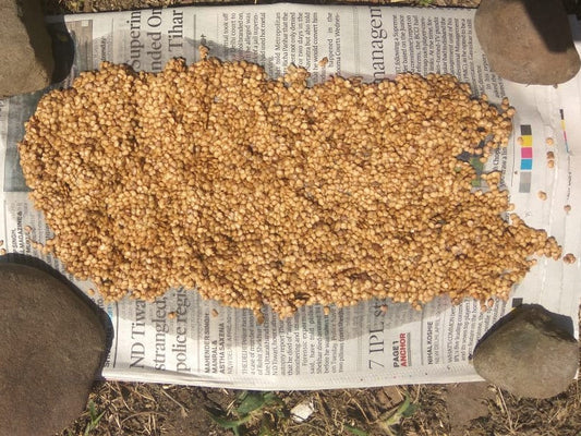 Seed Saving in Permaculture