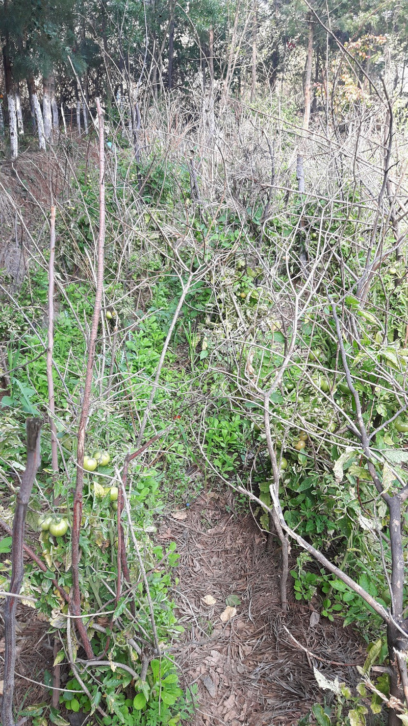 Vegetables in Permaculture: Tomatoes