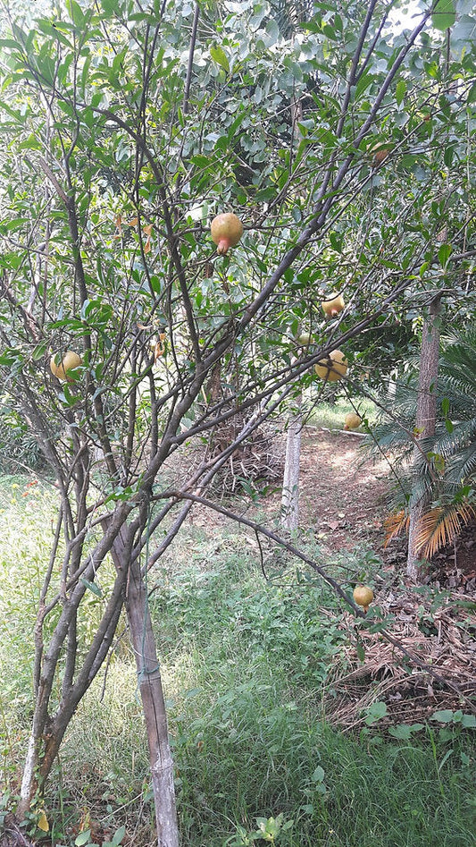 Fruit Trees in Permaculture: Pomegranate