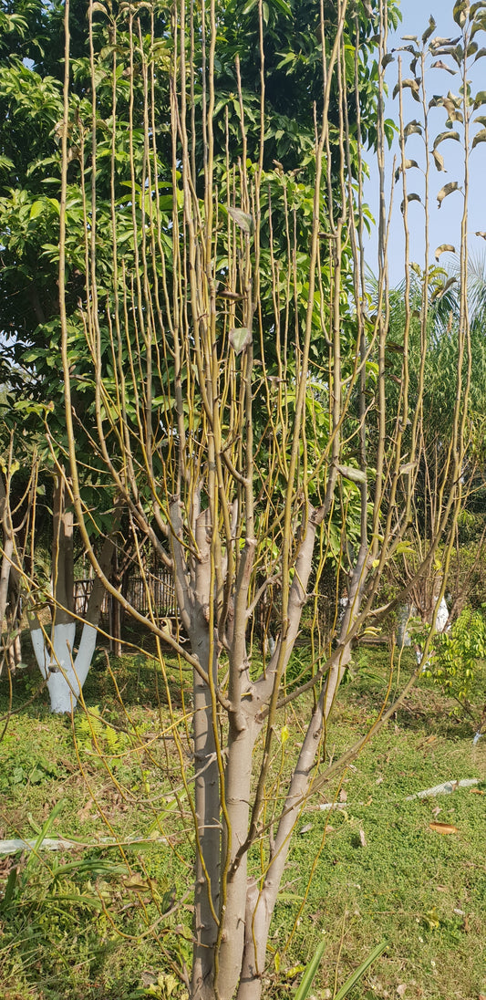 Fruit Trees in Permaculture: Pruning Pears