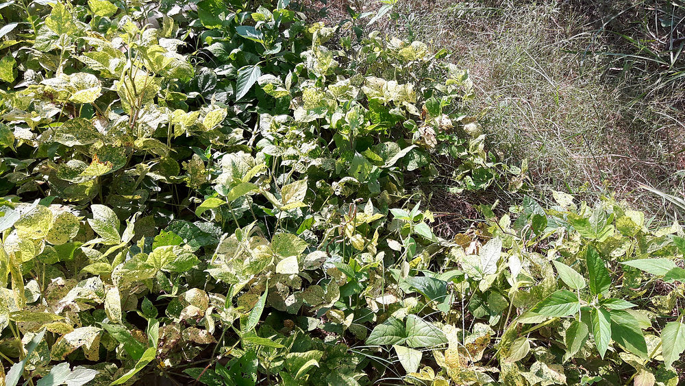 Crops in Permaculture: Urad Dal | Black Gram