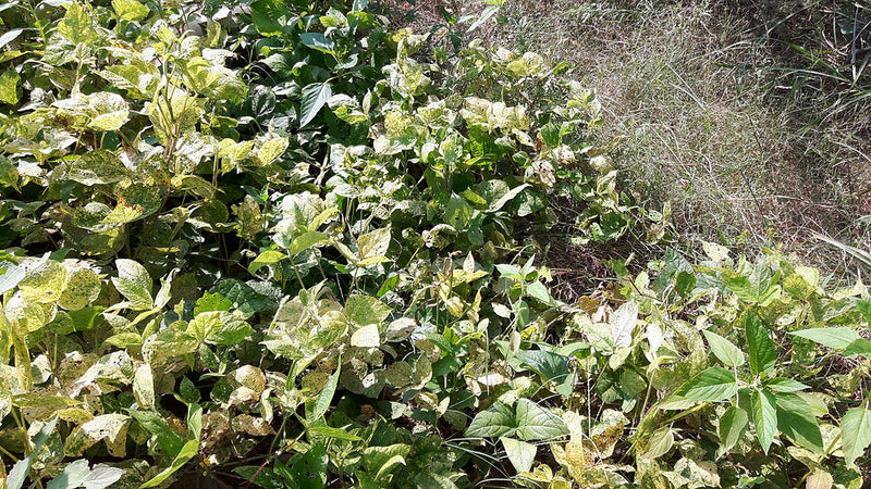 Crops in Permaculture: Urad Dal | Black Gram