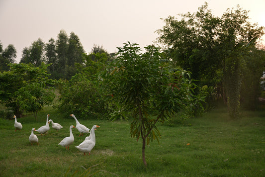 Animals in Permaculture: Introducing Geese