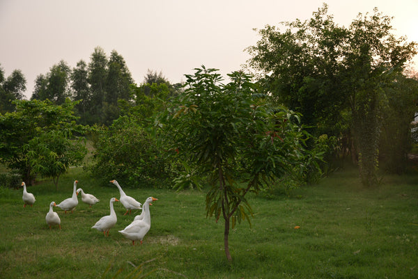 Animals in Permaculture: Introducing Geese